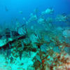 Picture taken during the dive