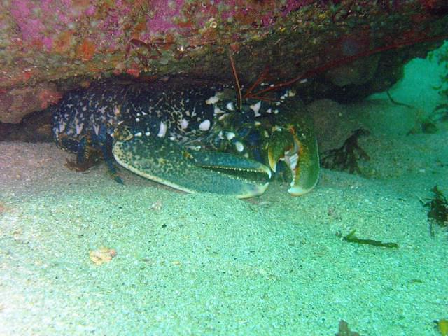 Korejou Plongee - Dive Center in France