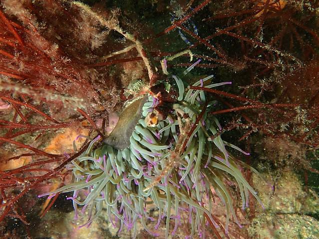 St Malo Plongee Emeraude - Dive Center in France