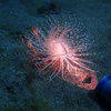 Picture taken during the dive
