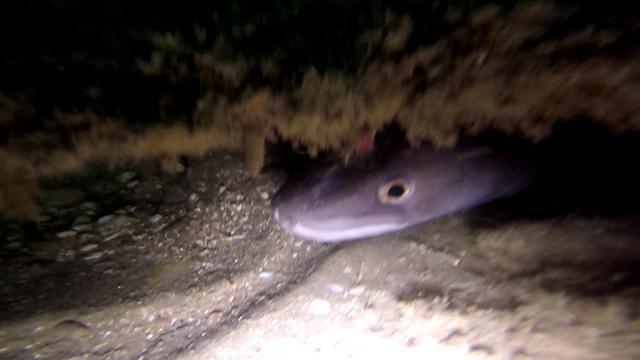Newhaven Scuba Centre - Dive Center in Royaume-Uni
