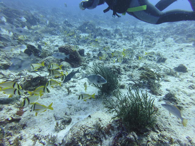 Dressel Divers Club - Dive Center
