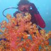 Picture taken during the dive