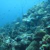 Picture taken during the dive