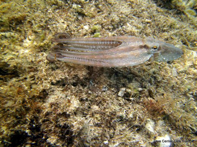 Aquatile Plongee - Dive Center in France