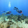 Picture taken during the dive