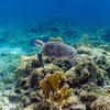 Picture taken during the dive