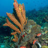 Picture taken during the dive