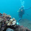 Picture taken during the dive