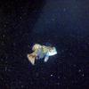 Picture taken during the dive