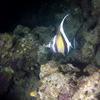 Picture taken during the dive