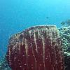 Picture taken during the dive