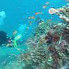 Picture taken during the dive