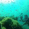 Picture taken during the dive