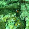 Picture taken during the dive