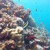 Picture taken during the dive