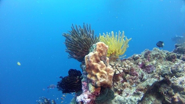Diving in Fiji, Beqa - By Sean