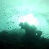 Picture taken during the dive