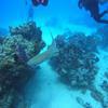 Picture taken during the dive