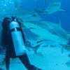 Picture taken during the dive