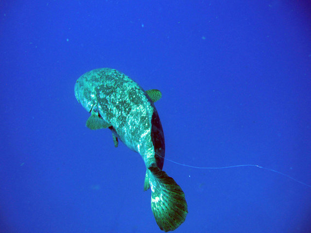 Key Largo Scuba Shack - Dive Center in United States