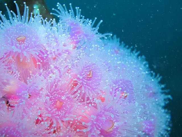 Northland Dive - Dive Center