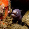 Picture taken during the dive