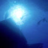 Picture taken during the dive