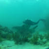 Picture taken during the dive