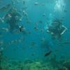 Picture taken during the dive