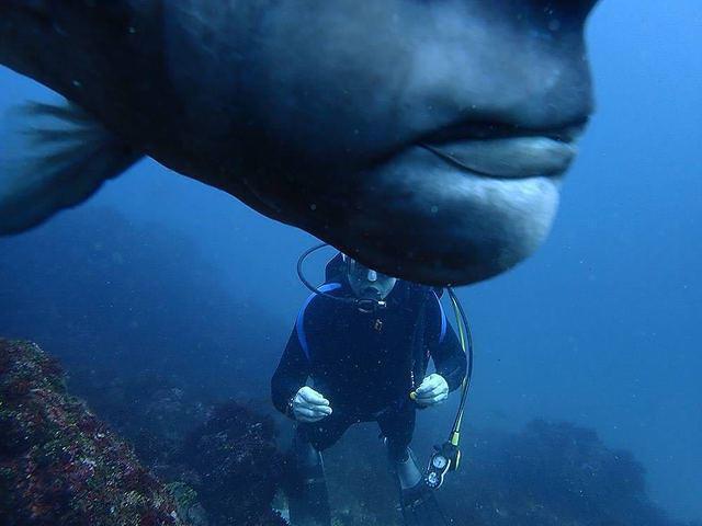 Naso Diving - Dive Center in Japan