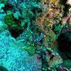 Picture taken during the dive